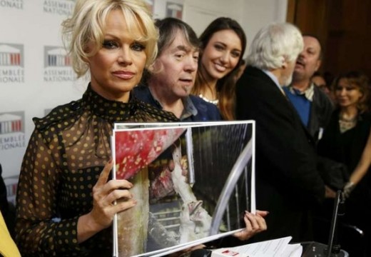 A libamáj ellen szólalt fel Pamela Anderson a francia parlamentben