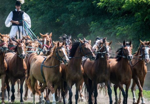 Guinness-rekordot döntött Besze Gábor és 17 lova Bács-Kiskunban
