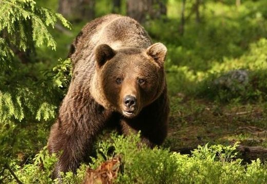 Figyelmeztetés! Medvék a Marosvásárhely környéki erdőkben