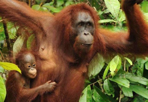 Súlyosan veszélyeztetett fajnak minősítették a borneói orangutánt