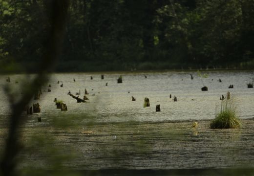 A Gyilkos-tó jövőjéről és az öreg fák védelméről a Térképben