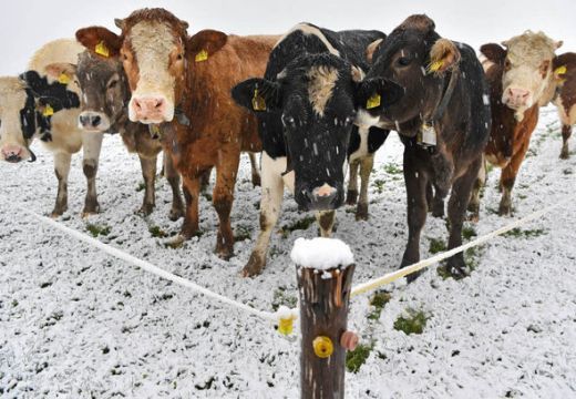 Ügyetlen tehén sodort el egy idős nőt a jeges úton