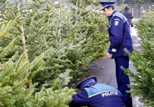 Lecsapott a rendőrség az illegális fenyőfabizniszre