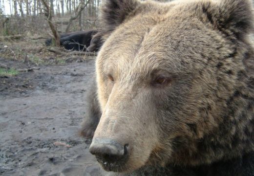 Medve támadt egy 12 éves lányra a Maros megyei Ratosnyán
