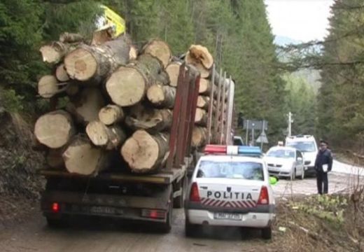 Iparszerűen lopják az erdőt – 16 milliós büntetés!