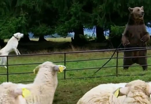 Tizenegy birkát elpusztított a medve egy ház udvarán