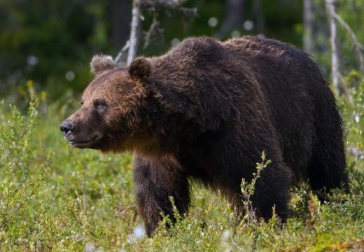 Medvetámadás Gyulakután és Kisfülpösön