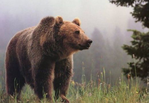 Specialiştii văd cu ochi buni proiectul Ministerului Mediului privind populaţia de urşi bruni
