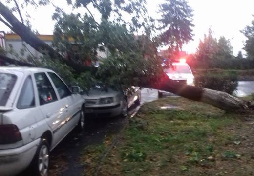 Autóra és útra is dőltek fák Marosvásárhelyen