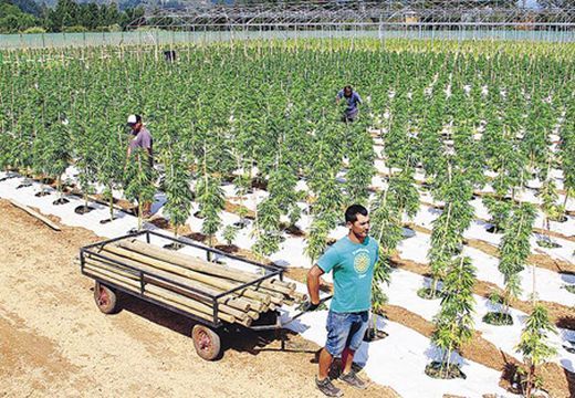 Cannabisültetvényre bukkantak egy Maros megyei faluban