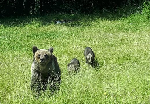 Medvék keltettek újra riadalmat