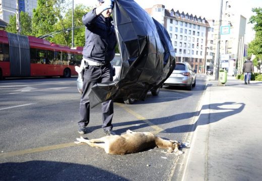 Baleset Józsefvárosban: elütöttek egy őzet a Kálvária téren