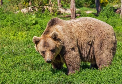Medvék miatti riasztás Gyergyószentmiklóson és Tusnádfürdőn ﻿
