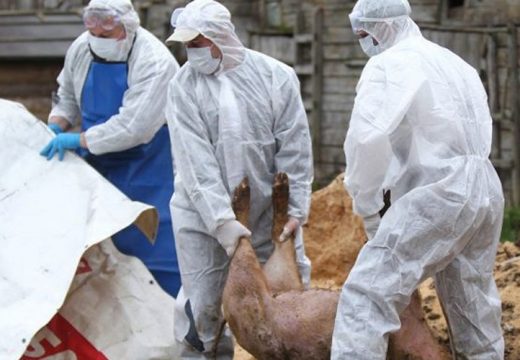 Újabb afrikai sertéspestis-gócpontok a határ közelében