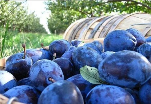 3 ok, amiért érdemes gyakran szilvát enni