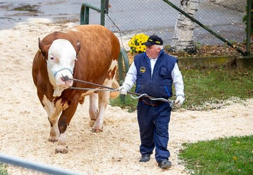A közönség Woernitzet választotta a Bikák Parádéja idei győztesének