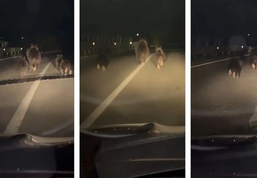 Bocsaival együtt szaladt az úttesten egy medve az autók előtt