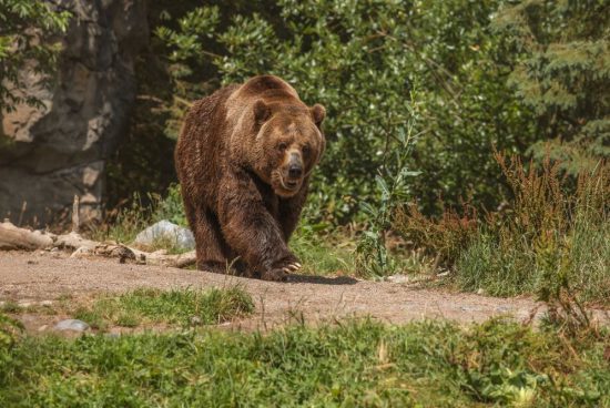 Hetvenegy medve kilövésére nyílik lehetőség Maros megyében