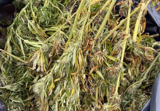 Kannabiszültetvényeket számoltak fel Kolozs megyében, négy gyanúsítottat letartóztattak