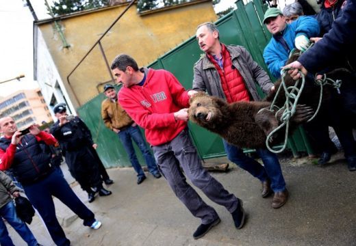 Lelőtték a Nagyszeben központjában sétáló medvét
