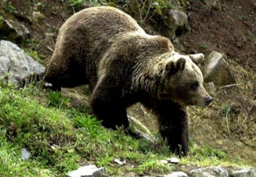 Medve támadt egy amerikai turistára Brassónál