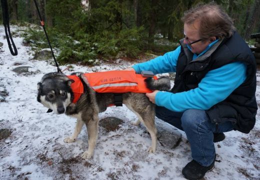 Farkastámadástól védő mellényt kapnak finn kutyák