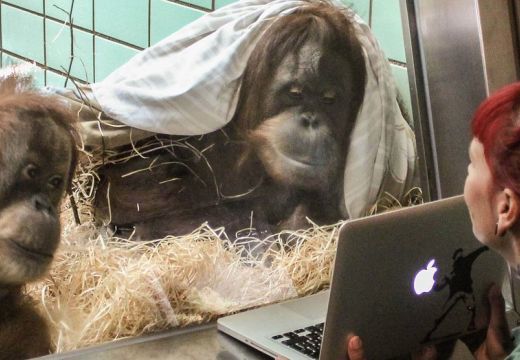 Társkereső majmoknak, számítógépen mutogatják a potenciális partnereket. Nem vicc!