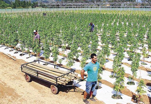Cannabisültetvényre bukkantak egy Maros megyei faluban