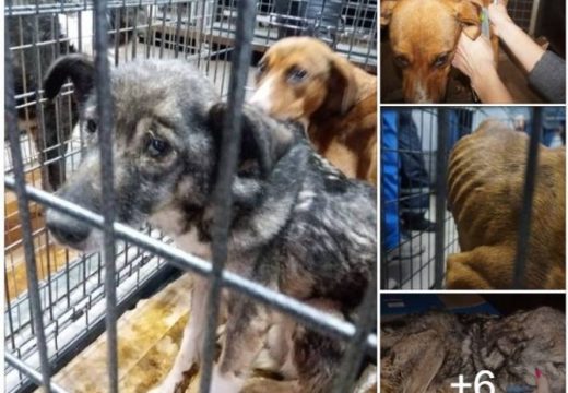 Csaknem húsz kutya tetemére bukkantak egy prázsmári ingatlanban
