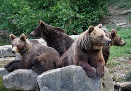 Legalább 8 medve riogatja az embereket a Prahova-völgyén