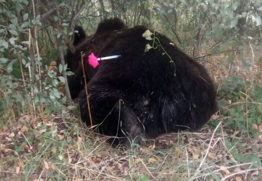 Elpusztult a Göcsnél elgázolt medve