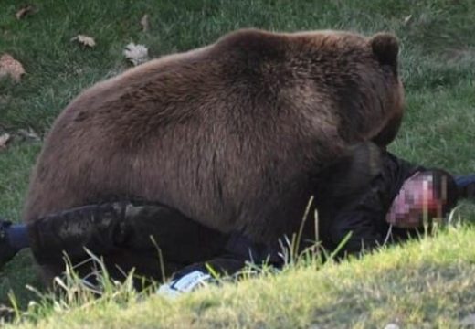 Megölte a medve a gyergyóalfalui férfit