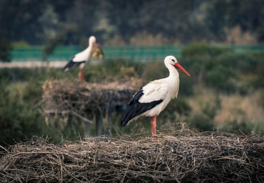 Idén már 3300 fészek várja a gólyákat az E.ON áramhálózatán