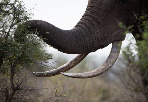 Elefánttámadásban meghalt egy magyar turista Srí Lankán