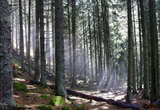 Székelyföldi közbirtokossági erdő visszaállamosításáról született jogerős ítélet