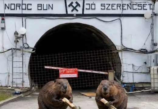 A hódokat tették felelőssé a parajdi sóbánya katasztrófájáért!